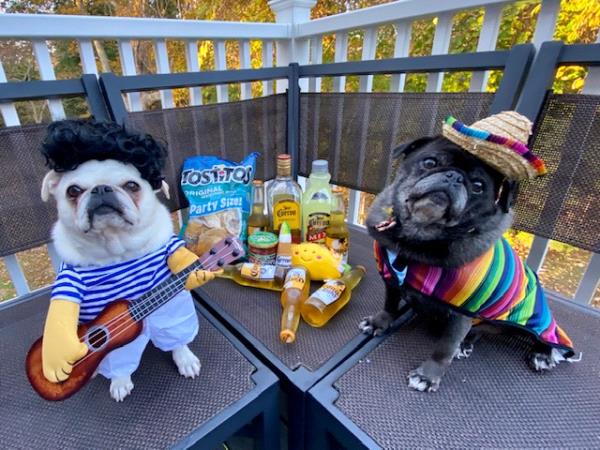 /images/uploads/pug nation rescue of los angeles/pugnation2021/entries/15481thumb.jpg